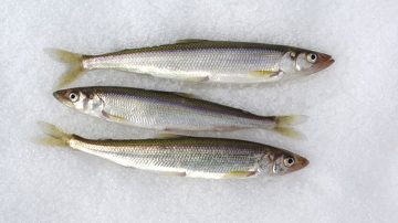 Ψάρια στον πάγο